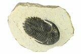 Bargain, Hollardops Trilobite Fossil - Ofaten, Morocco #287457-3